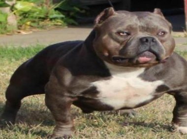 恶霸犬掉毛吗?有什么解决办法