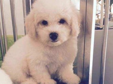 比熊幼犬怎么看纯不纯?观察这几处地方