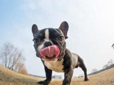 法国斗牛犬能长多大?看看它们的标准就知道了