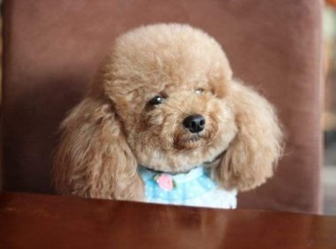 泰迪可以吃米饭吗？吃米饭有什么影响