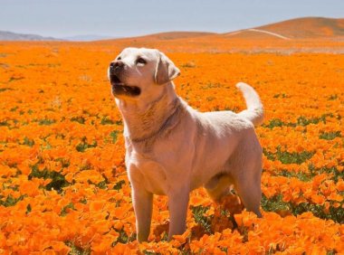 拉布拉多能长多大?标准的中型犬体型