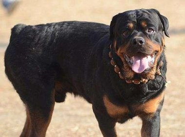 卡斯罗和罗威纳哪个适合家养?先参考下这个