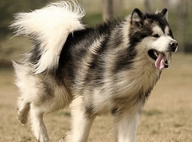 阿拉斯加不吃狗粮，不同情况不同分析