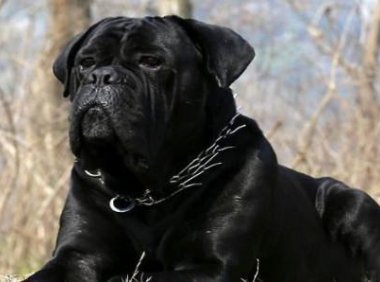 成年卡斯罗犬易换主吗?这是一件极其困难的事