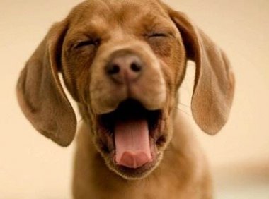 好听的宠物名字 最独特霸气名字大全