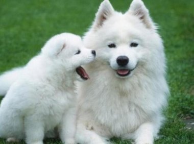 什么情况不能给狗狗洗澡，大家都知道吗？