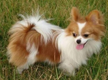 蝴蝶犬吃什么狗粮好？符合这些条件的都不错