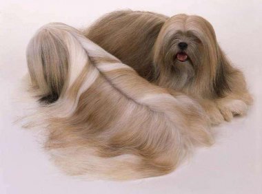 狗狗真菌感染用什么药？常用药就这么几种