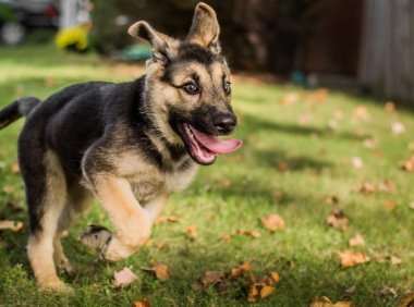 怎么训练狗狗不咬人，坏习惯从小抓起