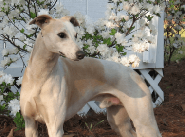 灵缇犬训练方法 怎么成为一只“奔跑的汪”