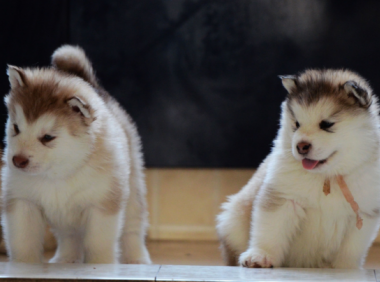 阿拉斯加几个月定型,对照这个标准来看看