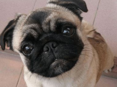 狗狗黑眼圈严重怎么办？有外在的原因也有内在的