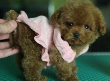 没尾巴的贵宾犬好看吗?其实习惯了就好了