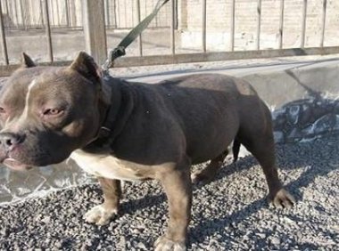 比特犬能打过狼吗?打一架就知道了