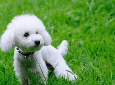 贵宾犬尿黄怎么办?对比下这些情况