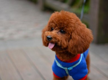 什么狗最好训练?这个跟智商有直接的关系