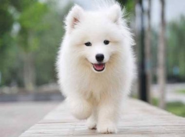 狗狗开始痴呆怎么办?这些方面要多上心