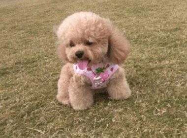 贵宾犬每年都打疫苗吗?一般都是这样的