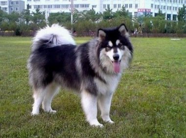 怎样训练阿拉斯加犬？一些训练它的方法技巧