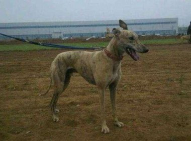 那种犬是最好的猎兔犬?哈利犬是首选