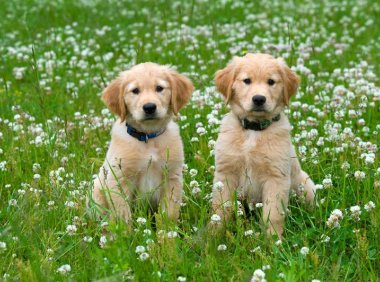 狗狗嘴臭怎么办?可能是身体有恙