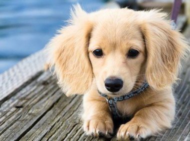 有效狗瘟的治疗方法，家有宠物的要收藏