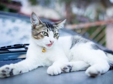 猫有狂犬病吗?以下这些内容请看仔细了