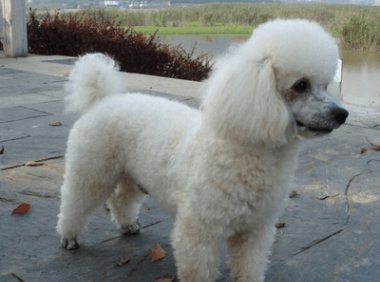 贵宾犬不吃狗粮怎么办?首先要先分析原因