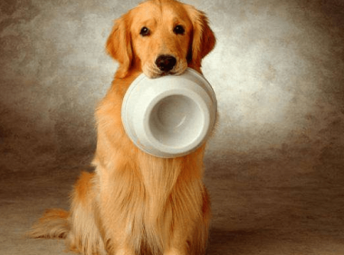 金毛吃什么狗粮好?  畅销狗粮品牌专业评测