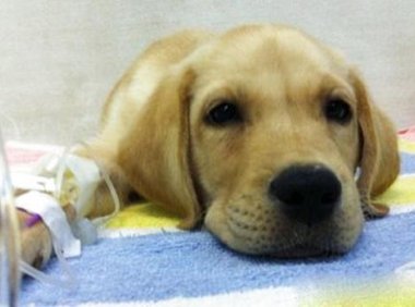 狗发抖是怎么回事?除了冷可能还有这些原因