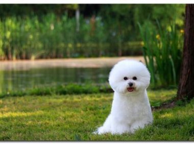 泰迪和比熊哪个好养,这样来分析一下