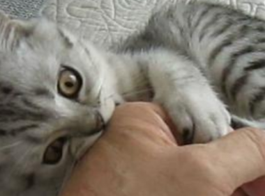 猫咪咬人代表什么?代表着还不够亲密