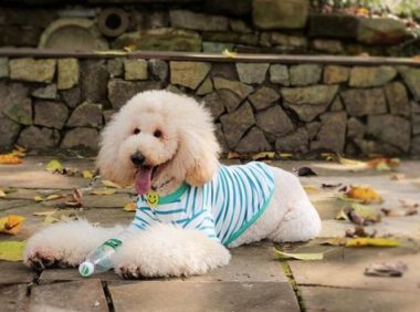 贵宾犬吐狗粮怎么办?找到原因才好想办法