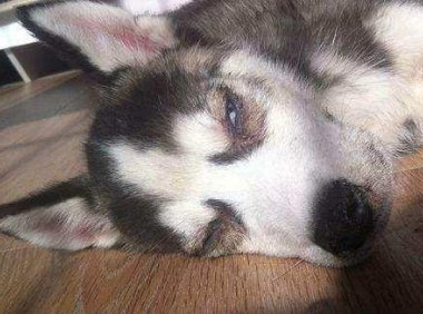 狗瘟的症状有哪些?这些症状要早知