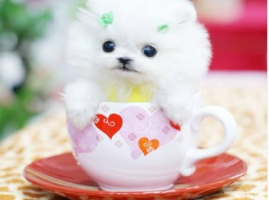 狗狗体外驱虫怎么驱?不仅仅涂点药那么简单