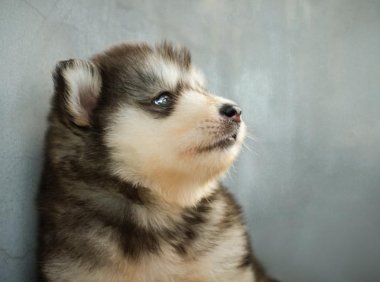 阿拉斯加犬多重?一般人应该是抱不动的