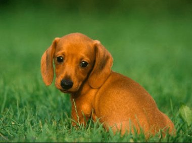 腊肠犬会随便跟人走吗？请相信它们