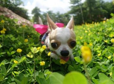 吉娃娃怎么看纯不纯？记住以下几点