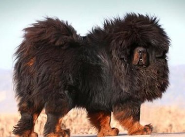 藏獒肉能吃吗?自己的爱犬还是别吃