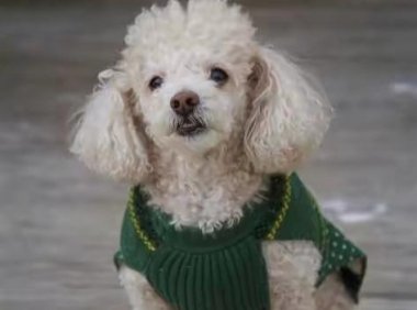 比熊贵宾犬哪个寿命长?其实相差不大