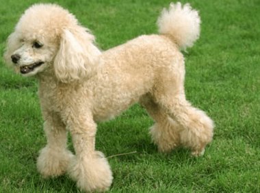 贵宾犬呕吐不吃东西怎么办?先找到确切的原因