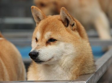 柴犬和秋田犬哪个贵?物以稀为贵