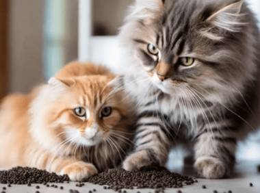 猫粮越好,猫屎越臭:原因揭秘