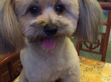 杂交的贵宾犬聪明吗?这个取决于这几个方面