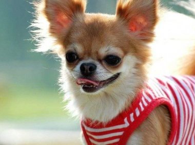 吉娃娃喜欢吃什么？吉娃娃的饮食爱好