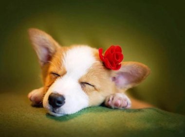 柯基犬为什么很少有人养?原因很现实也很实在