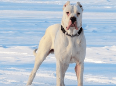 杜高犬咬人吗? 那是你对它不了解