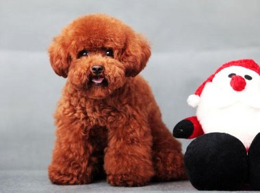 怎样养泰迪狗？来，跟着我学学