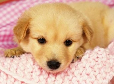 狗为什么咬人?骂不过,只能用咬咯