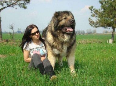 高加索犬一天吃多少？胖子都是吃出来的